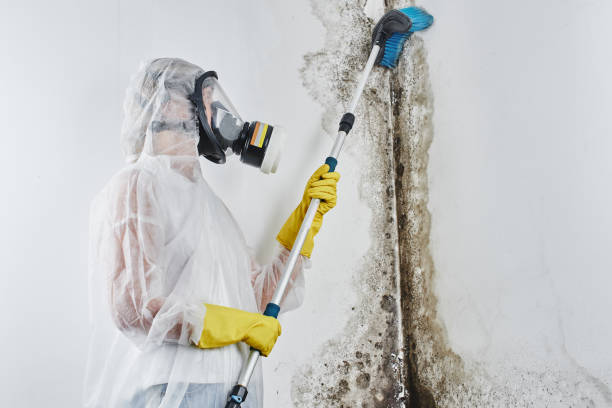 Mold Testing and Removal in Union City, OH