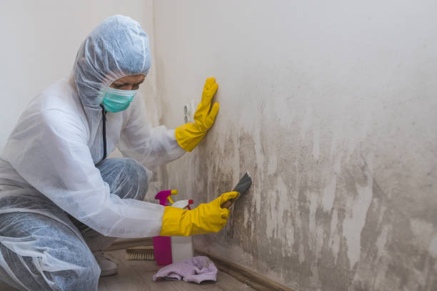 Home Mold Removal in Union City, OH